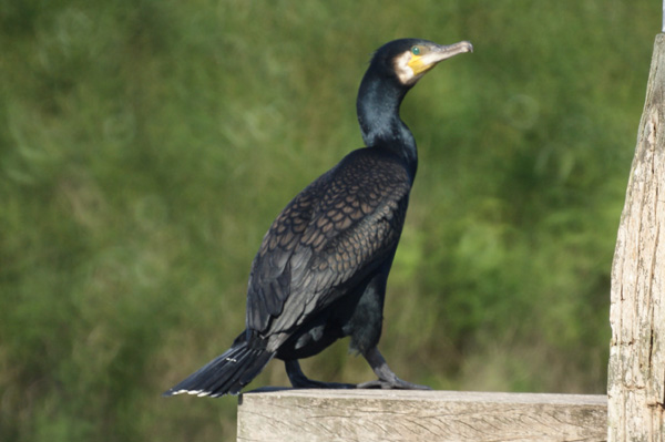 aalscholver