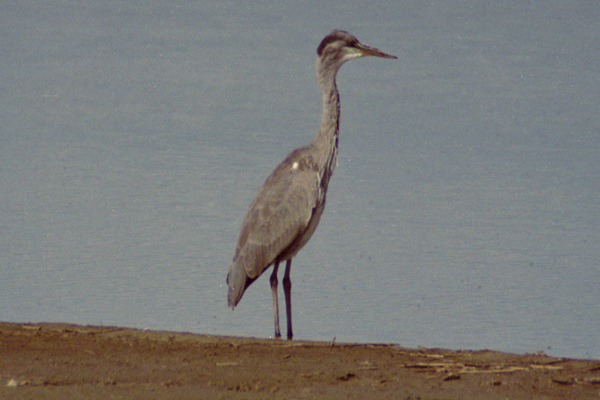 blauwe reiger