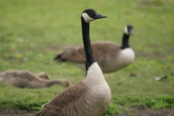 canadese gans