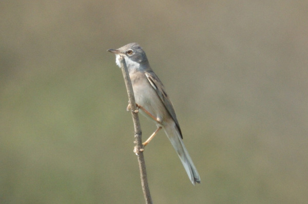 grasmus