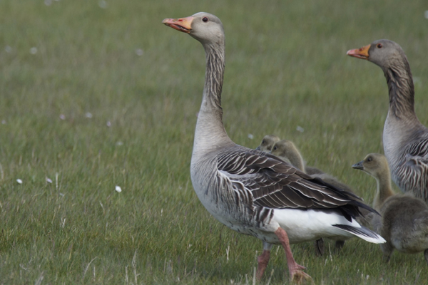 grauwe gans