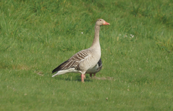 grauwe gans
