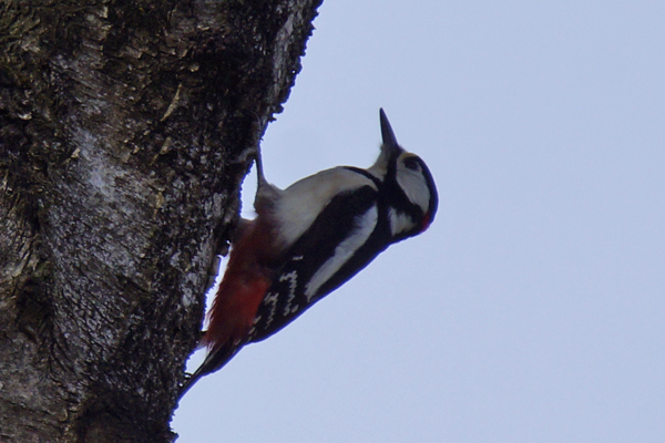 grote bonte specht