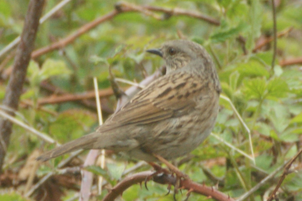 heggenmus