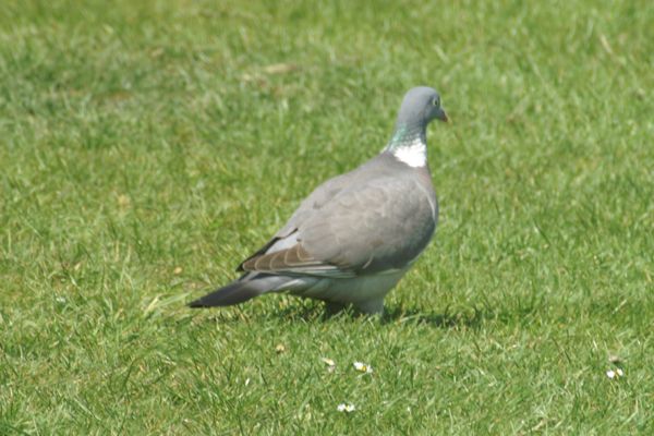 houtduif