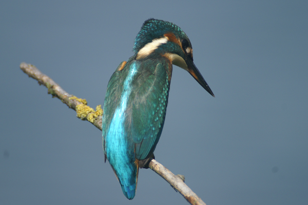 ijsvogel