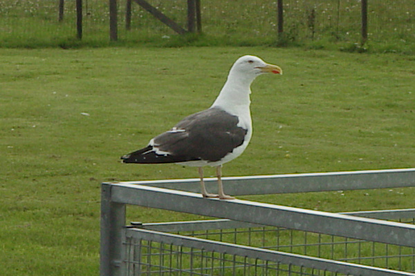 kleine mantelmeeuw