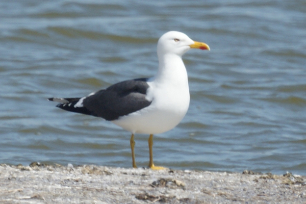 kleine mantelmeeuw