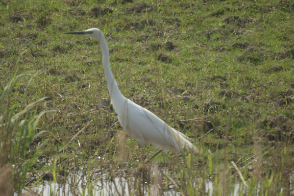 kleine zilverreiger