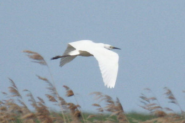 kleine zilverreiger