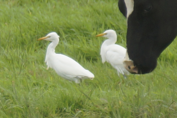 Koereiger