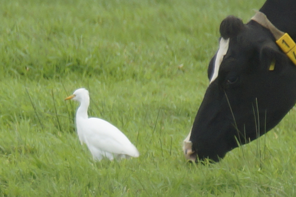 Koereiger