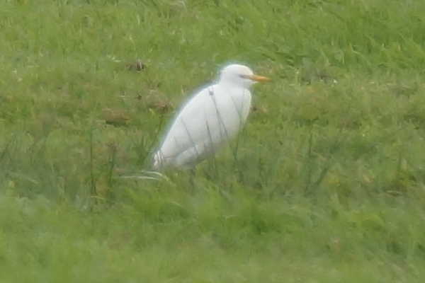 Koereiger