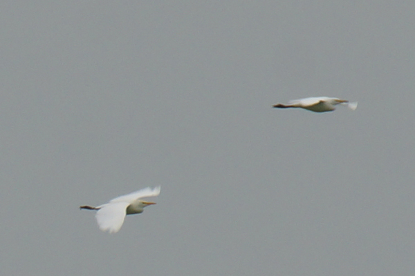 Koereiger