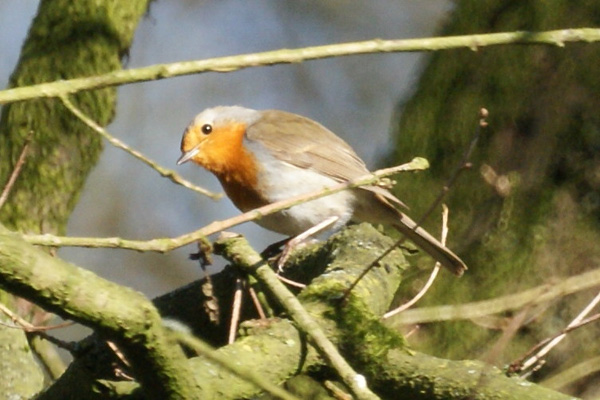 roodborst