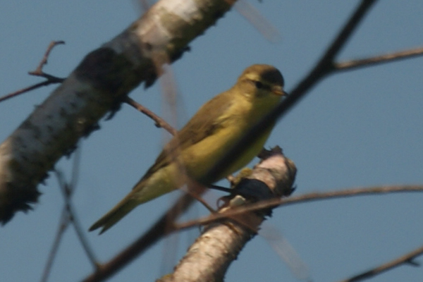 spotvogel