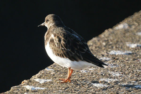 steenloper