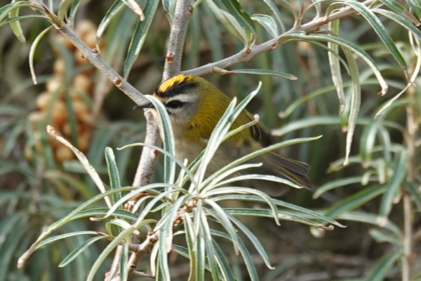 vuurgoudhaan