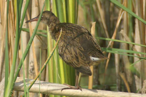 waterral