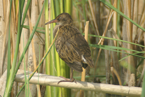 waterral