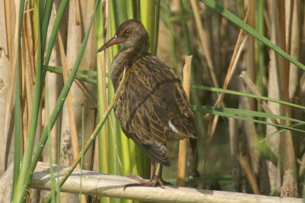 waterral