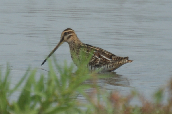 watersnip