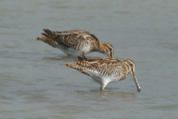 watersnip