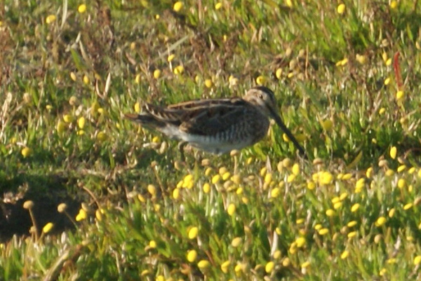 watersnip