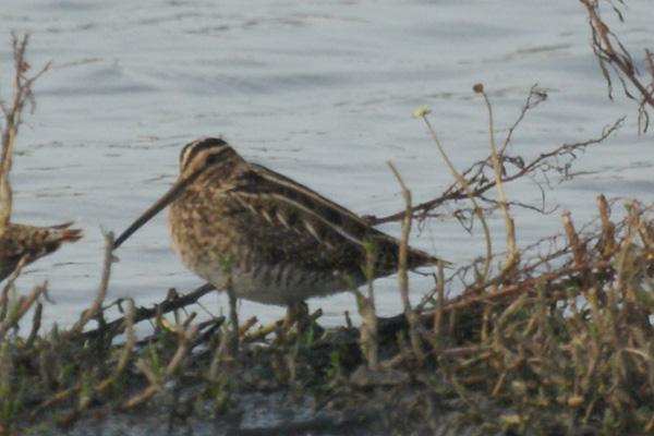 watersnip