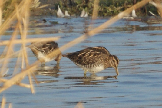 watersnip