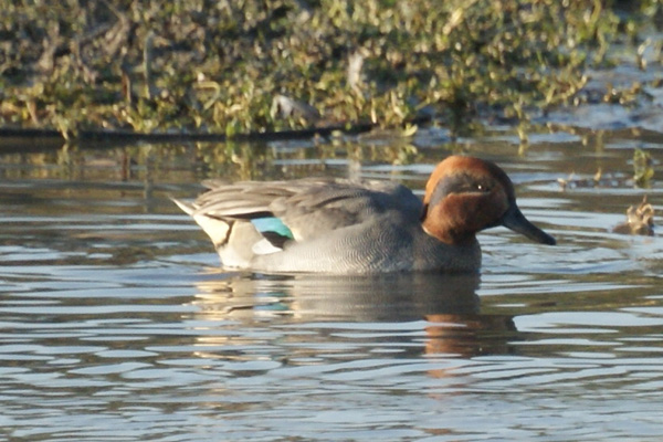 wintertaling