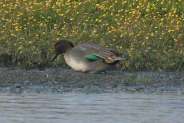 wintertaling